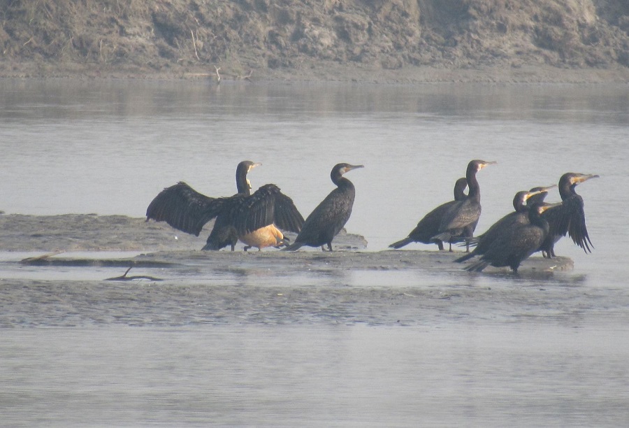 कोशीटप्पुमा चराको सङ्ख्या घट्यो