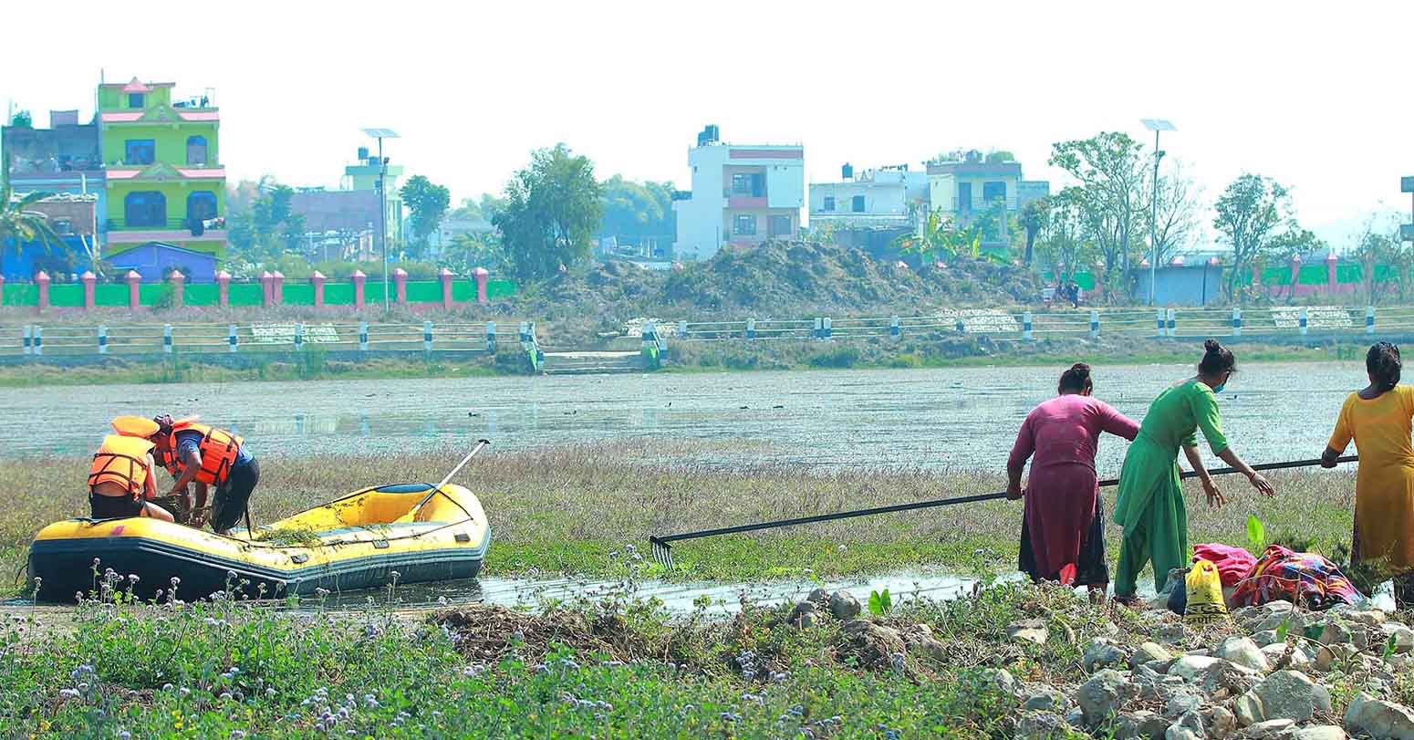 बुलबुले तालको झार हटाइँदै