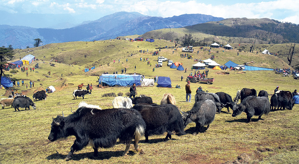 वैशाख ७ गतेलाई राष्ट्रिय याक दिवसका रूपमा मनाइने