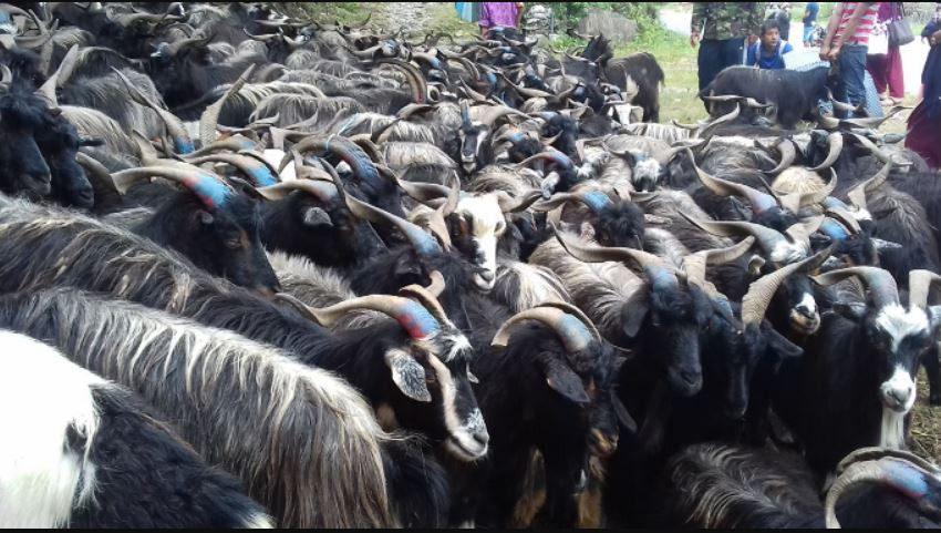 च्याङ्ग्राको मूल्य महँगो, स्थानीय खसीबोकाको मूल्य उस्तै