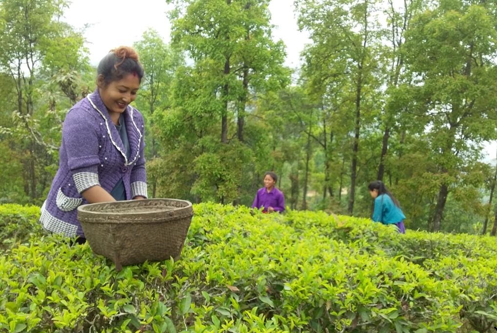 चिया अनुसन्धान केन्द्र निर्माणले किसानमा उत्साह