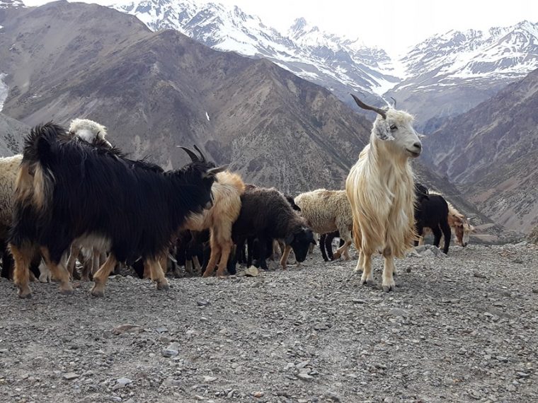 बुकीमा चरेका च्याङ्ग्राको माग उच्च