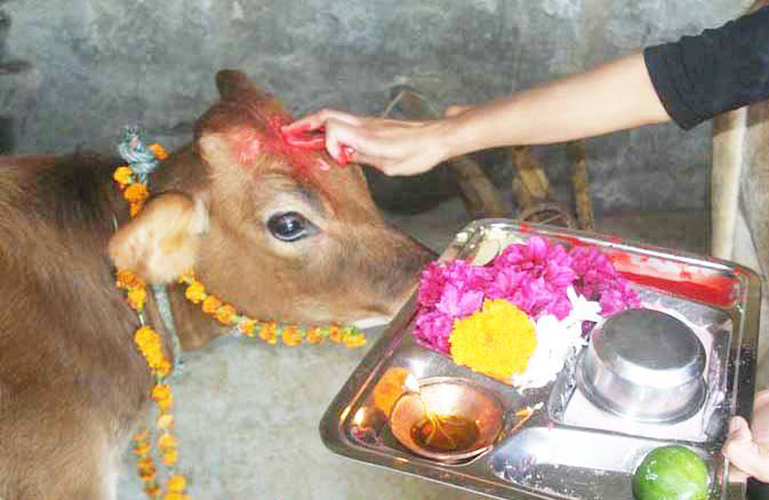 यमपञ्चक अर्थात् तिहार अन्तर्गत आज गाई, गोरु र गोबर्द्धन पूजा