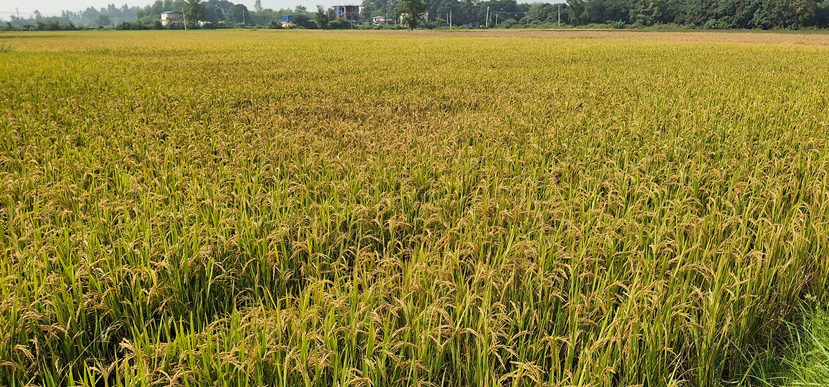 ताप्लेजुङमा ६ मेट्रिकटनले बढ्यो धान उत्पादन