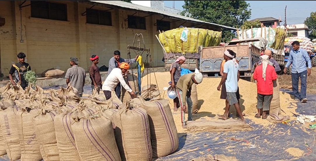 बाँकेका किसाननद्वारा ११ करोड ढीको धान बिक्री