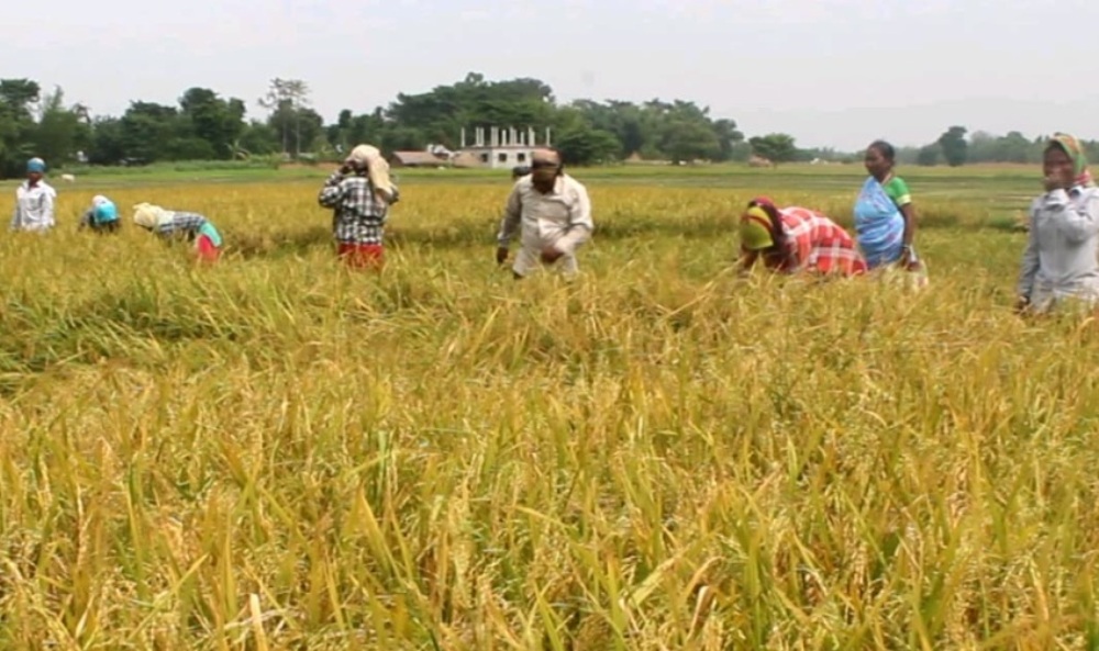 कैलालीका किसान धानबाली भित्र्याउन व्यस्त