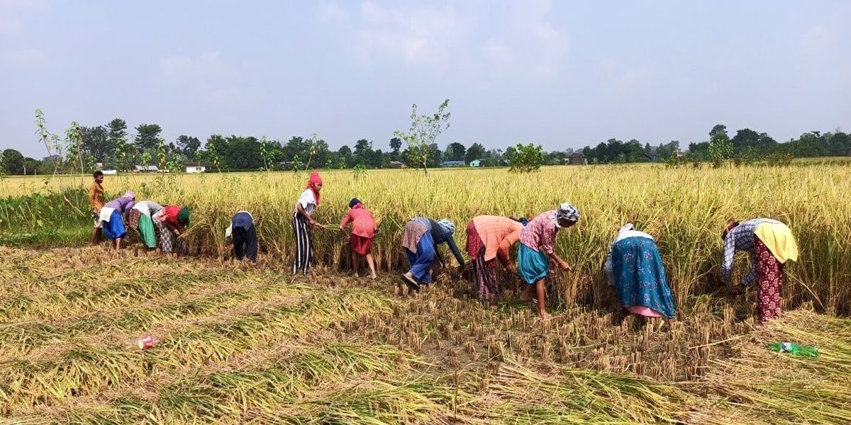 दसैँमा किसानलाई धान भित्र्याउने चटारो