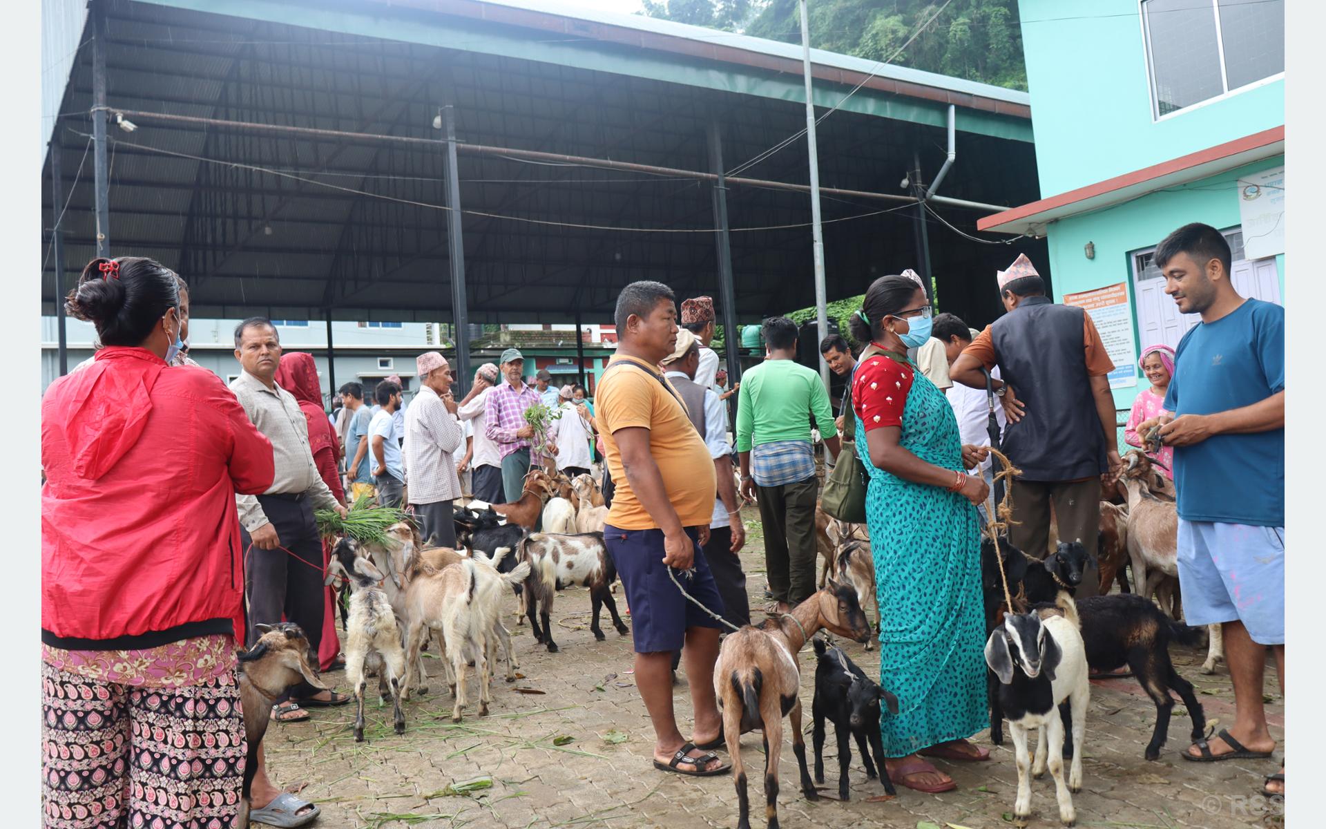 धरानको कृषि बजारमा खसी, बोकाको बिक्री बढ्दै