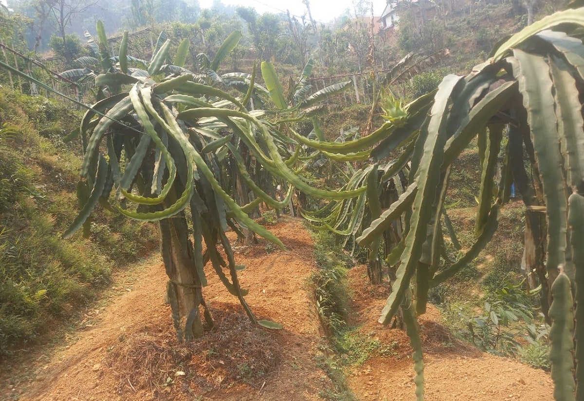 स्याङ्जाका शिवको लोभलाग्दो ‘ड्रागन फ्रुट’ खेती