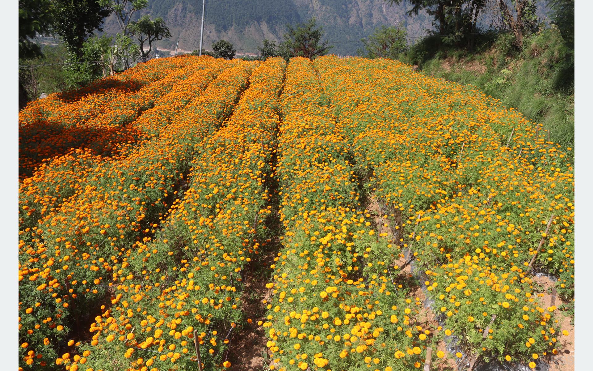 कालीगण्डकीबाट बीस लाखको फूल निर्यात