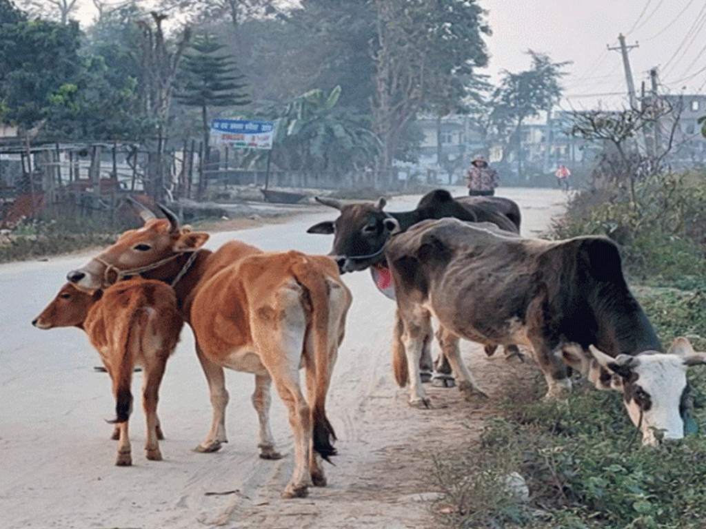 सडकमा छोडिएका गाईबाच्छा संरक्षण गर्न माग