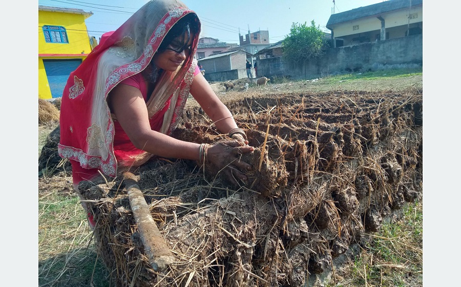 प्रचण्ड गर्मीमा ‘गुइँठा’ बनाउँदै महोत्तरीका गृहिणी