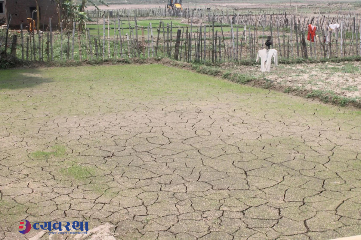 खडेरीले सुक्यो धानको बीउ, रोपाइँ प्रभावित