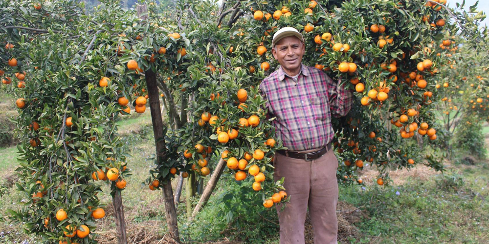 शिक्षण पेशाबाट अवकाश लिएका खड्का सुन्तला खेतीमा