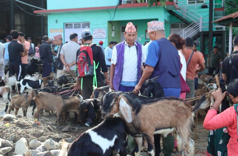 चाडपर्व नजिकिएसँगै कृषिउपज बजारमा चहलपहल, खसीबोकाको किनबेच बढ्यो