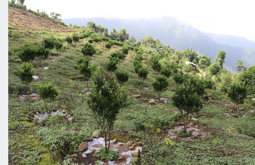 नवलपरासी पूर्वमा सुन्तला जातको फलफूल खेती क्षेत्र दोब्बरले वृद्धि