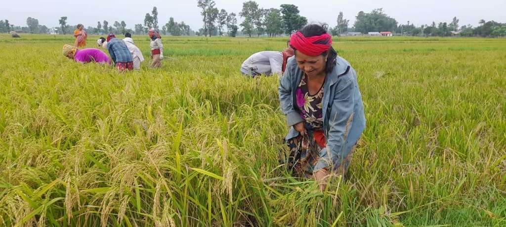 अनुदानमा किसानहरुको सहभागीता निकै कमजोर