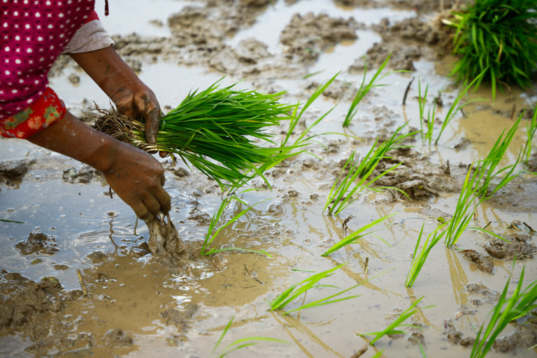 पर्सामा ६० प्रतिशत रोपाइँ