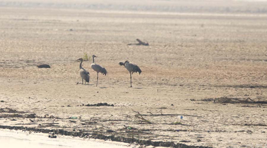 कर्णाली नदी क्षेत्रमा आइपुगे लक्ष्मण सारस