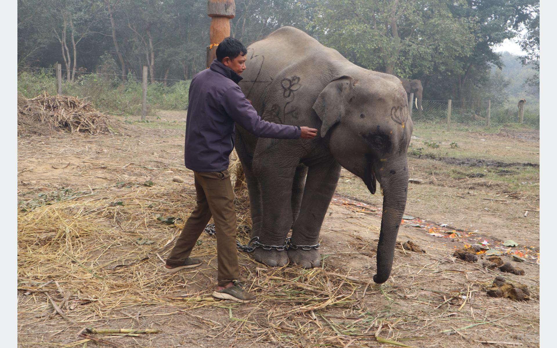 शुक्लाफाँटाको गजराज ‘शेषचन्द्र’ले अब पर्यटक घुमाउने