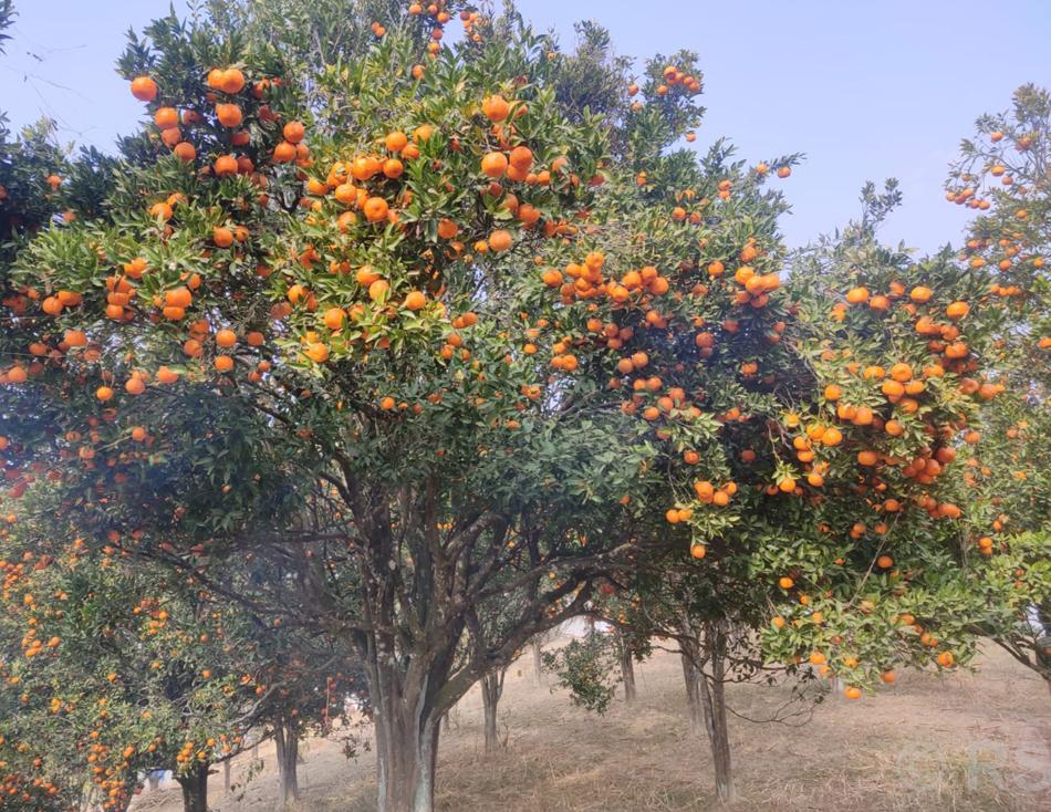 खोटाङबाट  ३६ करोड बढीको सुन्तला निर्यात