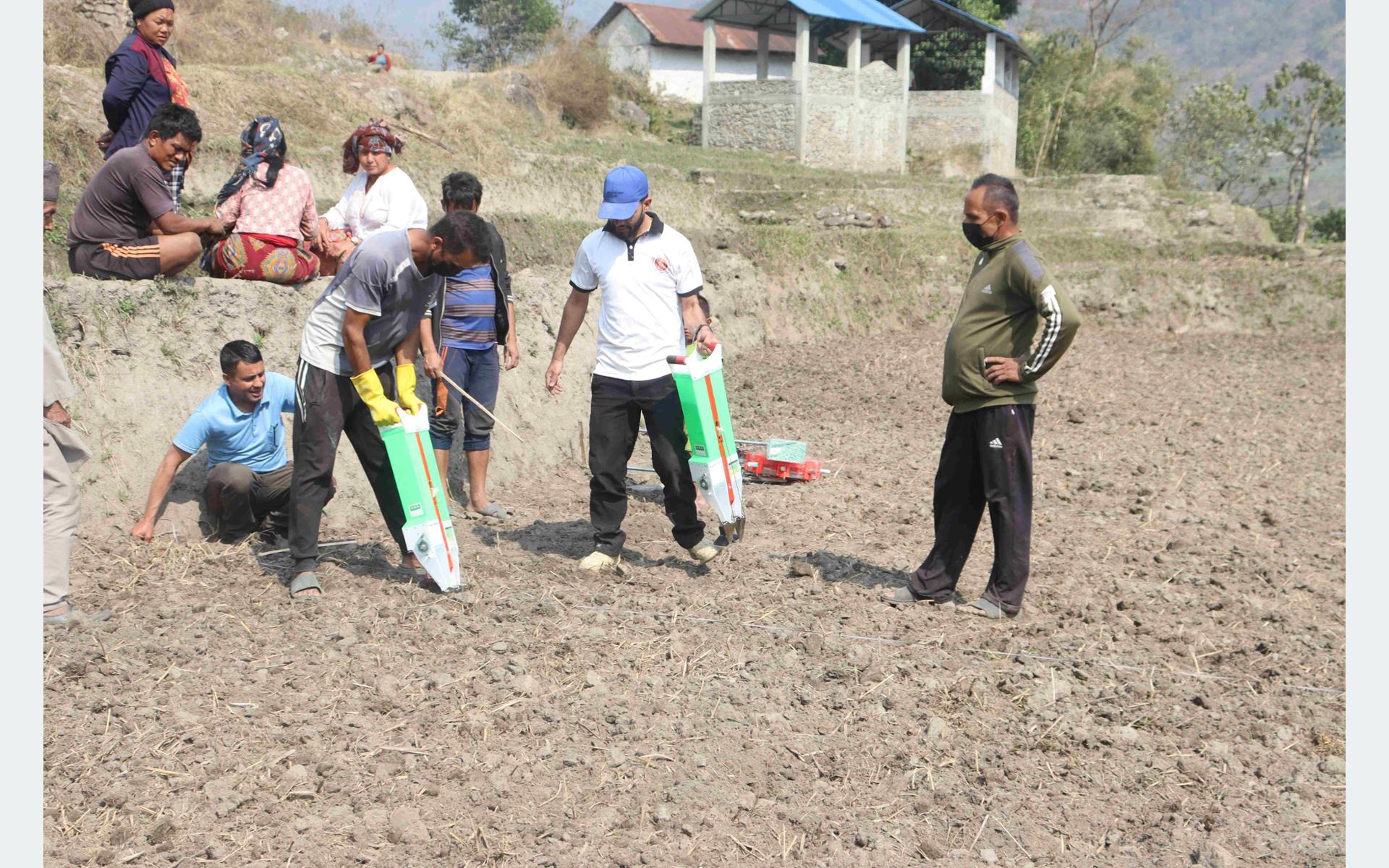 सामूहिक मकैखेती गर्दै ताप्लेजुङका किसान