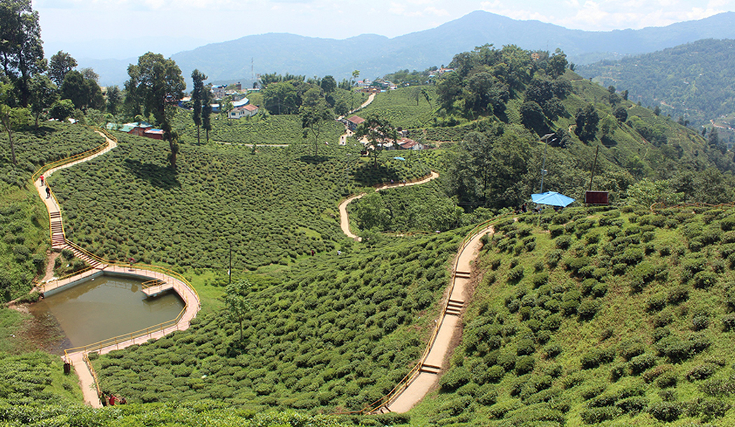 अर्बाैं विदेशी मुद्रा भित्र्याउने चिया व्यवसाय संकटमा