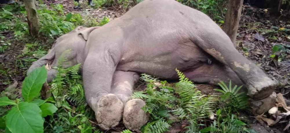 मोरङको करमडाँडामा हात्ती मृत फेला