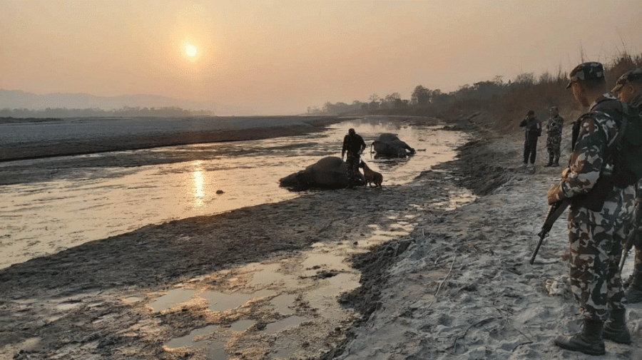 डिभिजन वन कार्यालयमा ११४ थान मुद्दा दर्ता