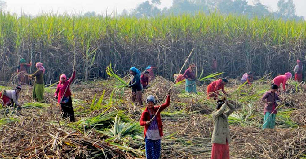 उखुको रकम भुक्तानीले किसानलाई राहत