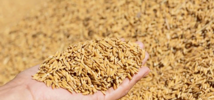 चार करोड मूल्य बराबरको धान खरिद चार करोड मूल्य बराबरको धान खरिद