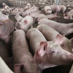 अफ्रिकन स्वाइन फिभरका लक्षण देखिएका बङ्गुर मरेपछि किसान चिन्तित अफ्रिकन स्वाइन फिभरका लक्षण देखिएका बङ्गुर मरेपछि किसान चिन्तित