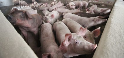 अफ्रिकन स्वाइन फिभरका लक्षण देखिएका बङ्गुर मरेपछि किसान चिन्तित अफ्रिकन स्वाइन फिभरका लक्षण देखिएका बङ्गुर मरेपछि किसान चिन्तित