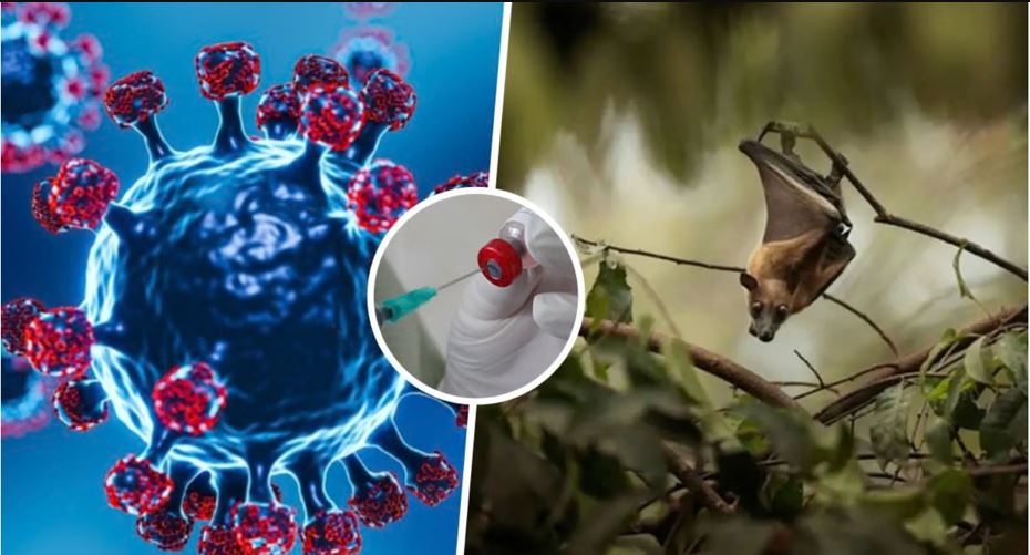 नेपालमा निपाह भाइरसको जोखिम न्यून भए पनि सतर्क रहन स्वास्थ्य मन्त्रालयको आग्रह नेपालमा निपाह भाइरसको जोखिम न्यून भए पनि सतर्क रहन स्वास्थ्य मन्त्रालयको आग्रह