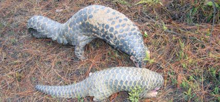 नेपालमा पहिलोपटक सालक सम्मेलन गरिने नेपालमा पहिलोपटक सालक सम्मेलन गरिने