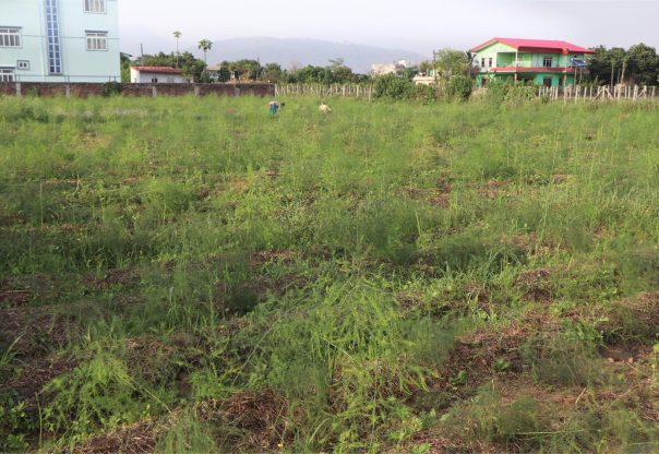 नारायणधाम आश्रममा कुरिलो खेती, आत्मनिर्भर बन्ने प्रयास सफल नारायणधाम आश्रममा कुरिलो खेती, आत्मनिर्भर बन्ने प्रयास सफल