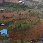 लुङ्गिनमा सुन्तलाको सुनौलो भविष्य: परम्परागत खेती छाड्दै किसानको नयाँ यात्रा लुङ्गिनमा सुन्तलाको सुनौलो भविष्य: परम्परागत खेती छाड्दै किसानको नयाँ यात्रा