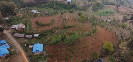 लुङ्गिनमा सुन्तलाको सुनौलो भविष्य: परम्परागत खेती छाड्दै किसानको नयाँ यात्रा लुङ्गिनमा सुन्तलाको सुनौलो भविष्य: परम्परागत खेती छाड्दै किसानको नयाँ यात्रा