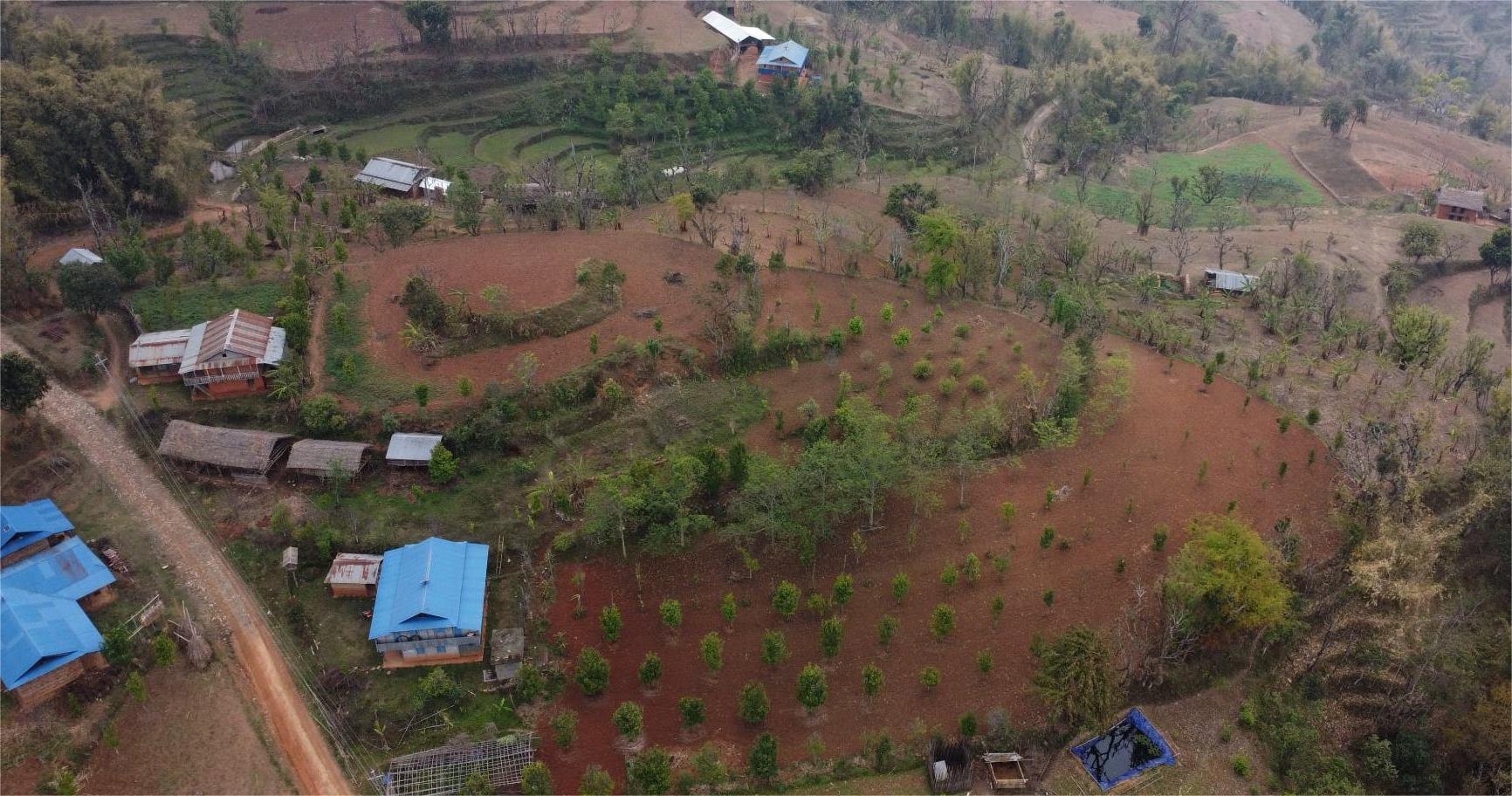 लुङ्गिनमा सुन्तलाको सुनौलो भविष्य: परम्परागत खेती छाड्दै किसानको नयाँ यात्रा लुङ्गिनमा सुन्तलाको सुनौलो भविष्य: परम्परागत खेती छाड्दै किसानको नयाँ यात्रा