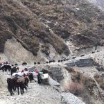 छेकम्पारवासी यार्सागुम्बा सङ्कलन गर्न लेकतिर