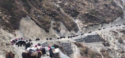 छेकम्पारवासी यार्सागुम्बा सङ्कलन गर्न लेकतिर