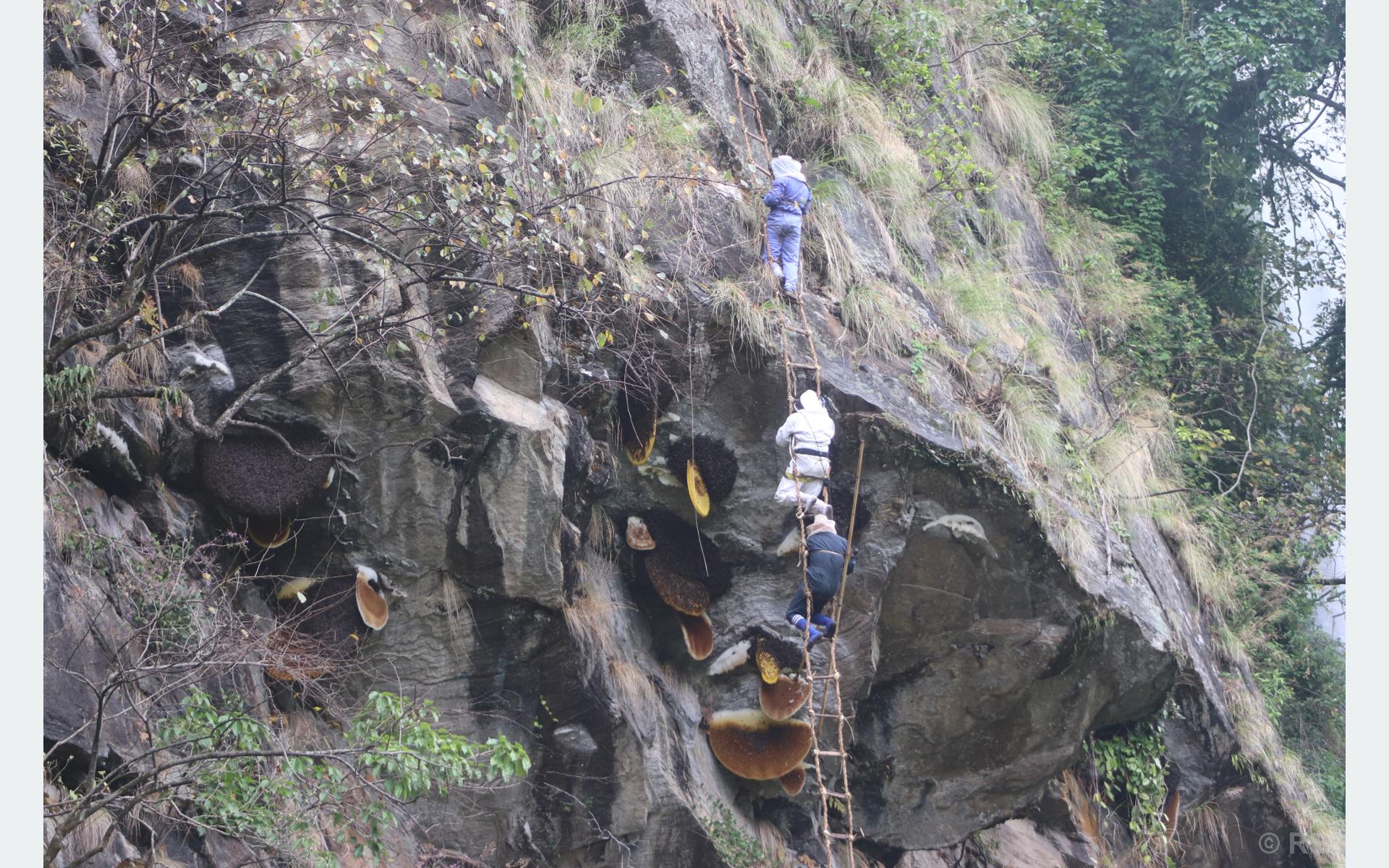 मह काढ्ने परम्परालाई जीवन्त राख्न पुस्ता हस्तान्तरण