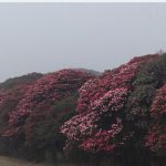 गुराँसको रंगीन मुस्कानले मुन्दुम ट्रेलमा पर्यटकको भीड बढ्यो